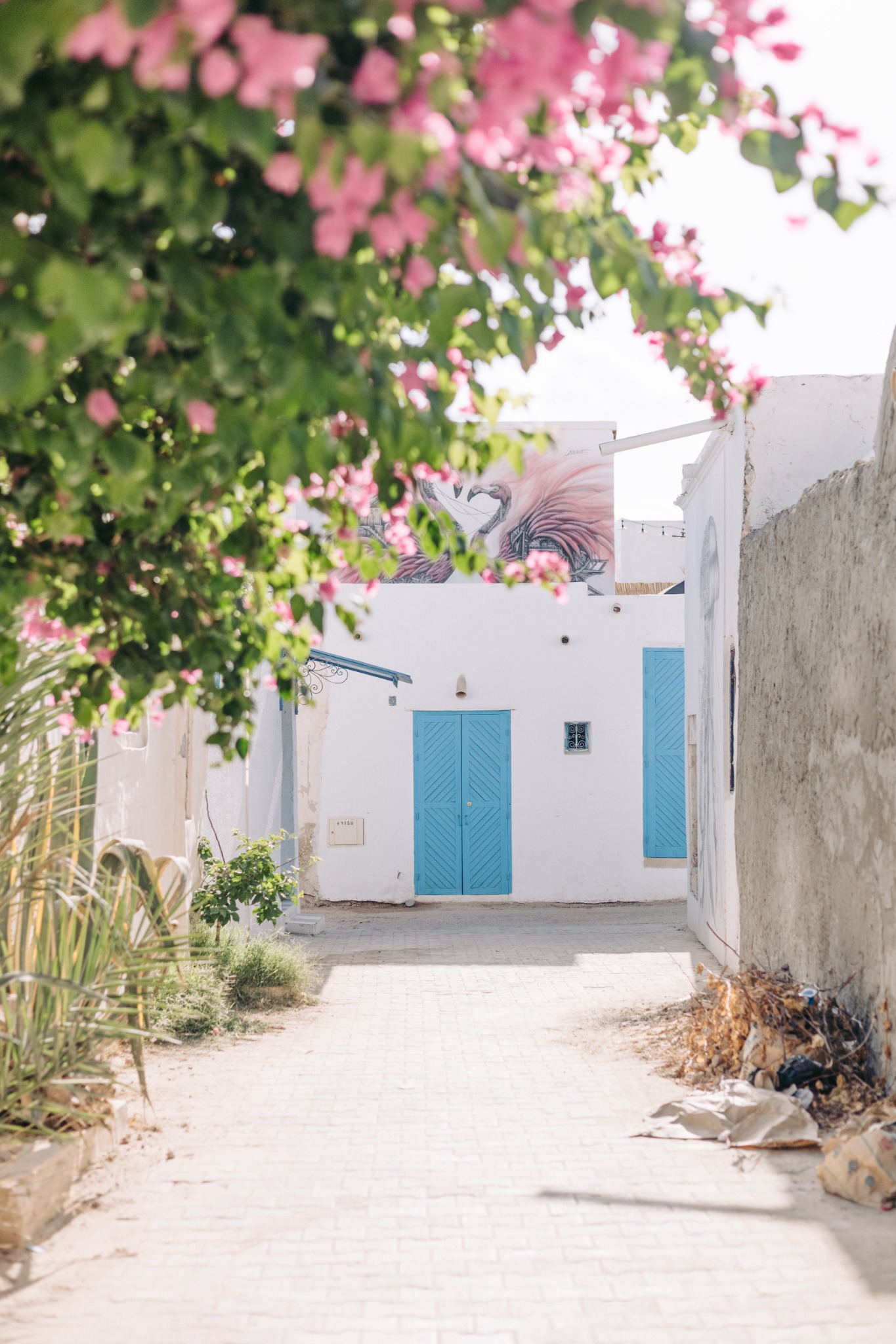Bougainvillier et porte bleue à Djerba